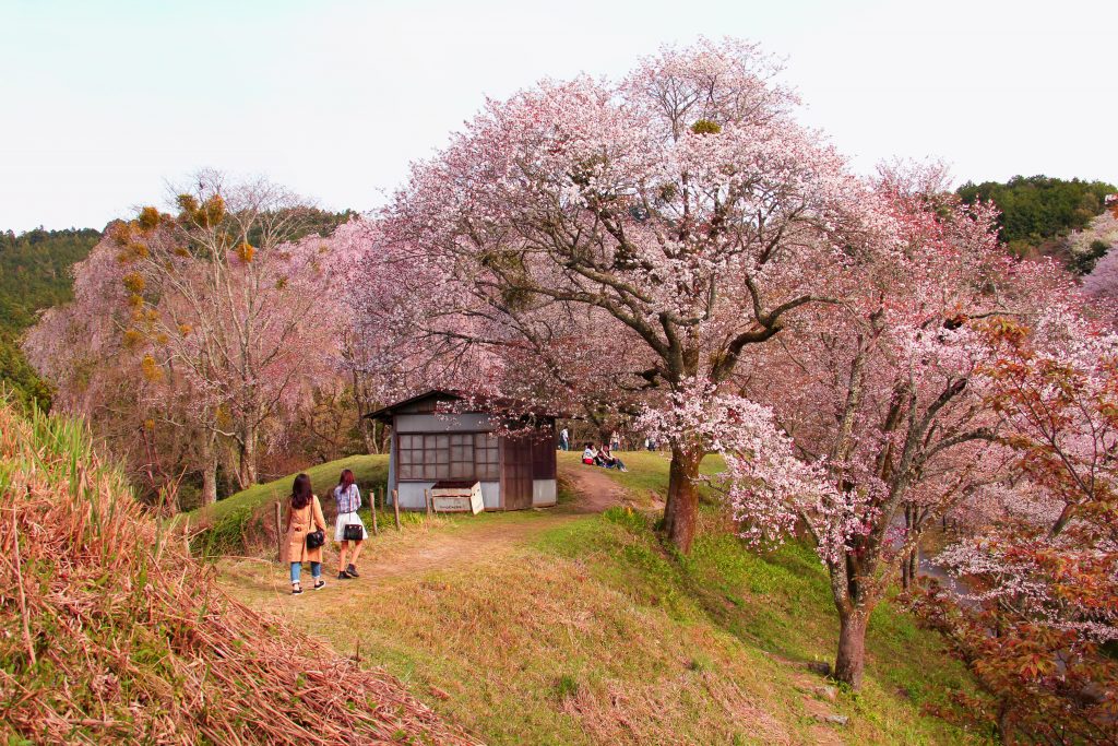 cherry blossoms japan