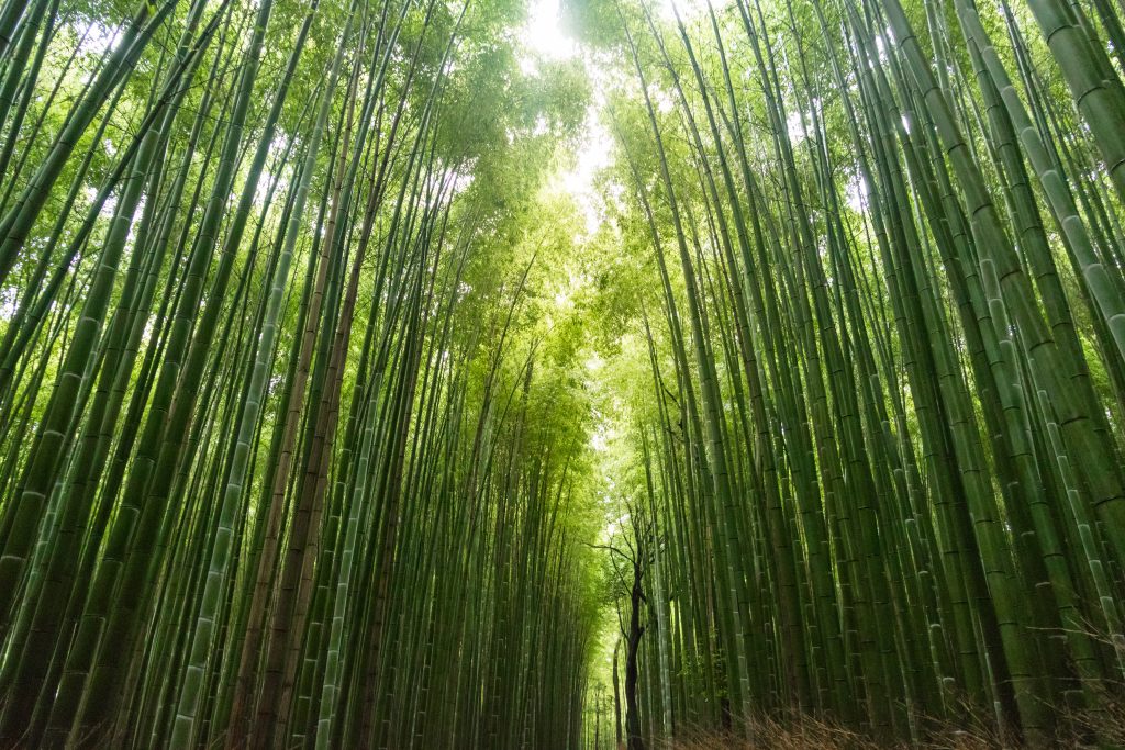 japan forest bathing