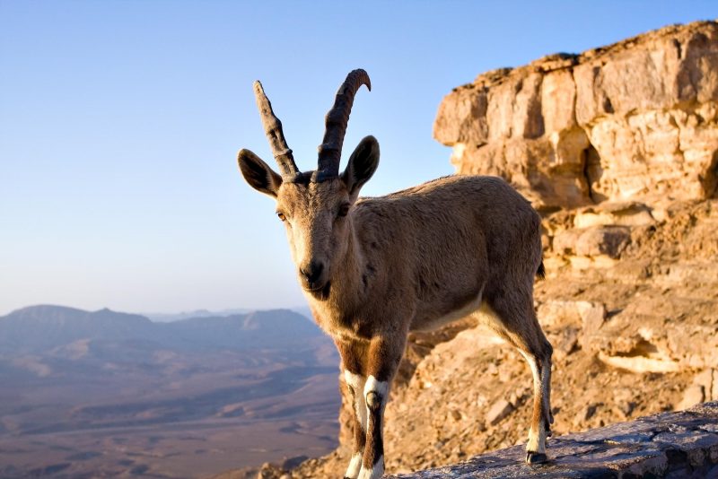 Ibex In The Ein Gedi Nature Reserve On Masada, Ein Gedi, Dead Sea Tour