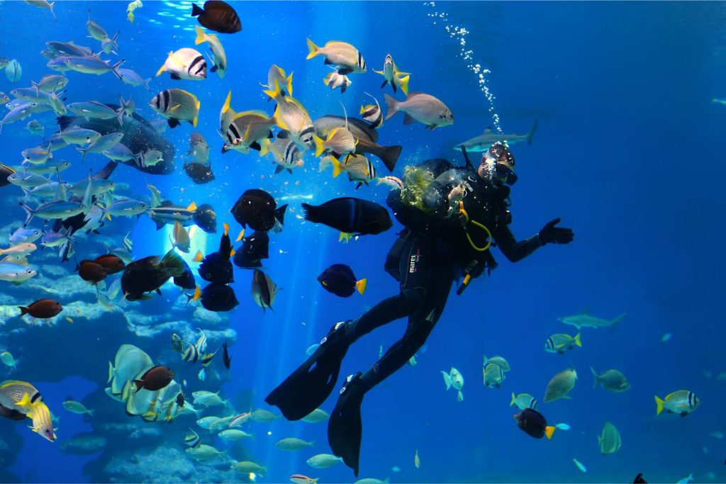 red sea aqaba diving