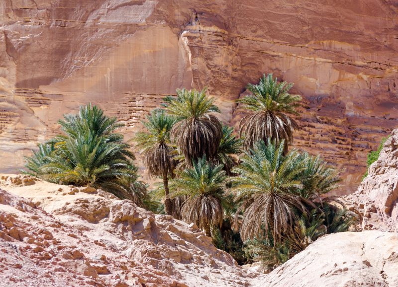Sinai Desert Tour