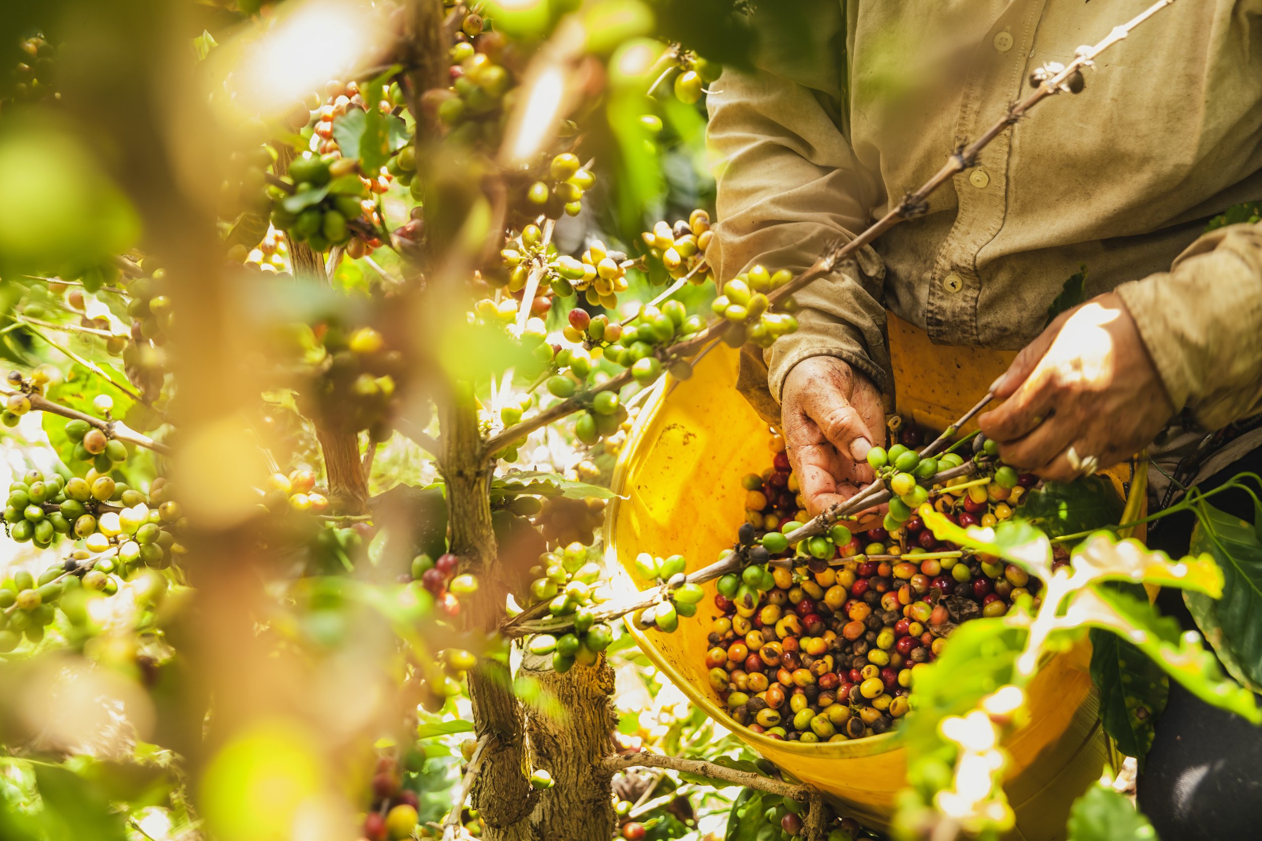 Coffee Culture In Costa Rica