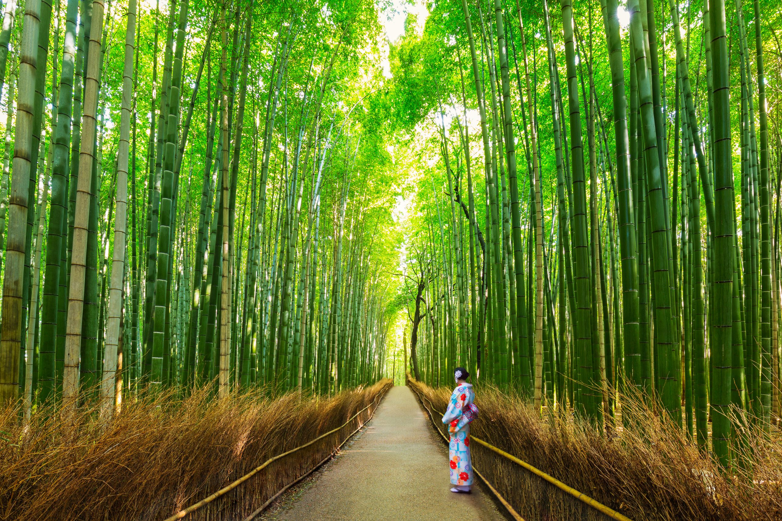 Explore Arashimaya Near Kyoto On The 10 Day Ultimate Japan Package Tour (2)