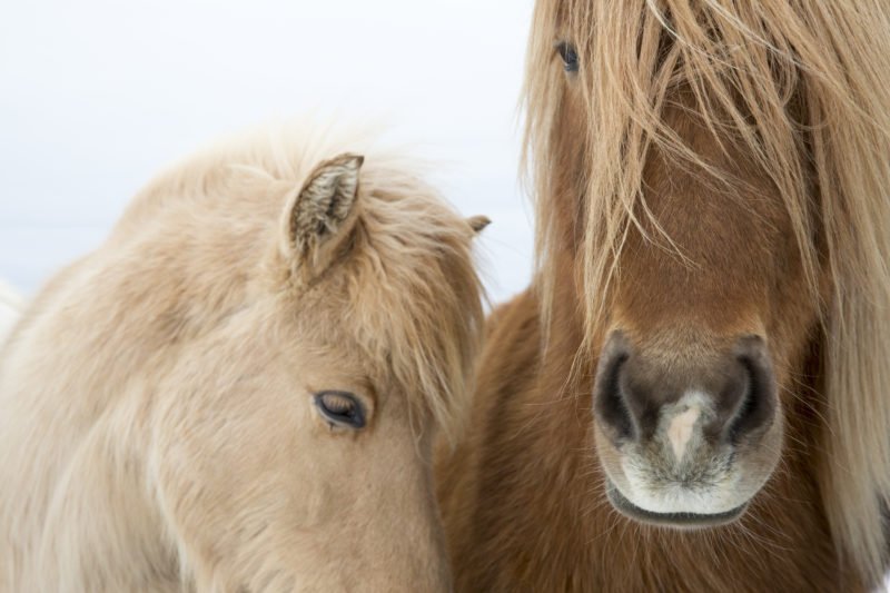 Learn About The Famous Icelandic Horses On The Golden Circle Small Group Tour