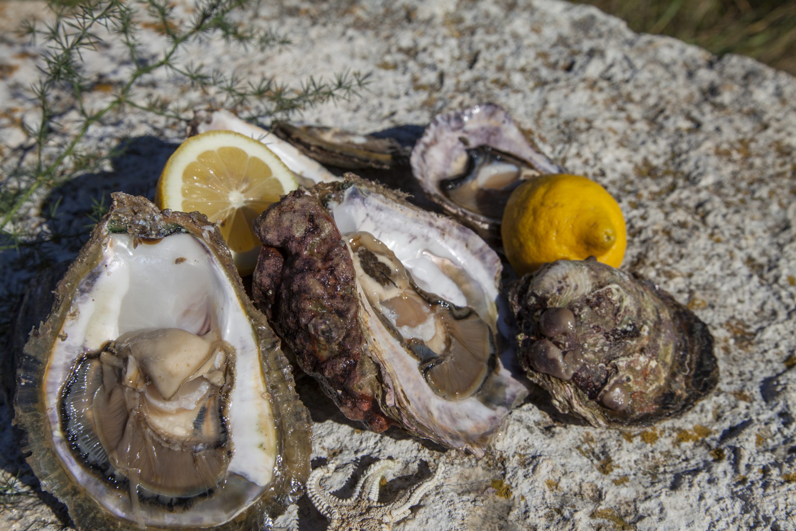 Oyster Tasting During The Wine And Oyster Tasting Experience At The Pelješac Peninsula