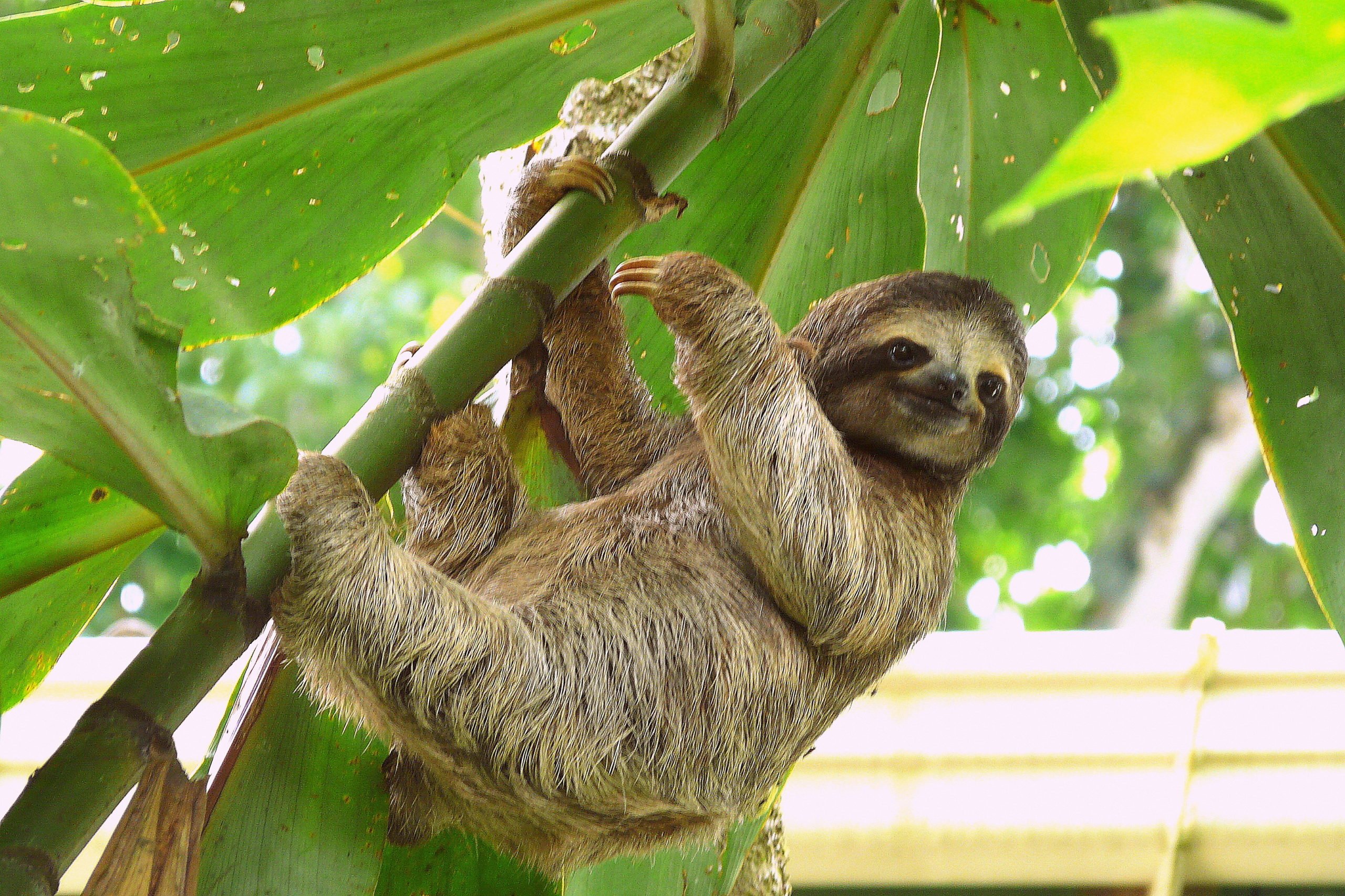 Learn About Sloths From Your Expert Guide On The Sloth Experience And Hot Springs At Arenal Volcano