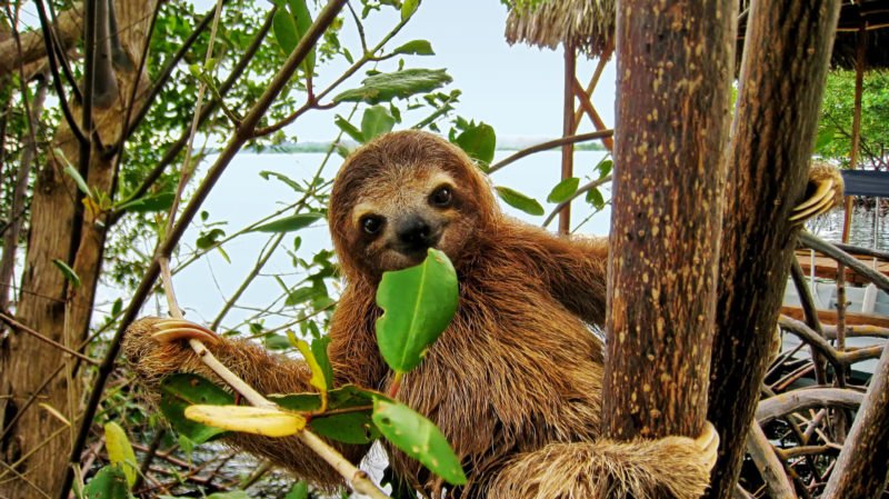 Observe The Cute Sloth In Reality And Dont Miss To Take A Picture On The Sloth Experience And Hot Springs At Arenal Volcano