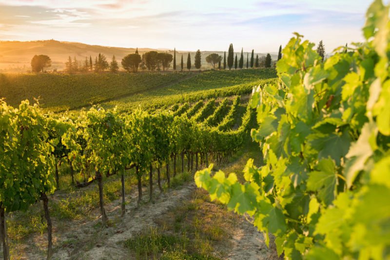 Visit The Beautiful Vineyards On The Brunello Wine Tasting & Lunch In A Tuscan Castle From Montalcino_52