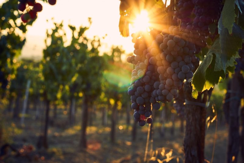 Visit The Vineyards On The Valpolicella Wine Tasting Experience_52