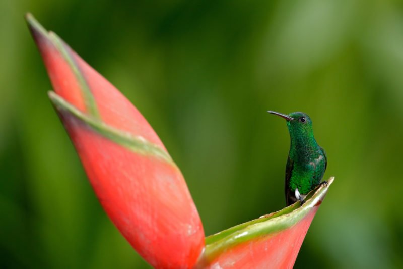 Explore The Flora And Fauna Of Costa Rica On The 9 Day Package Tour - Arenal - Monteverde- Manuel Antonio