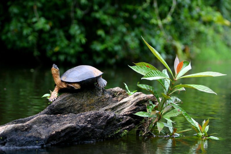 Spot The Turtles In Tortuguero National Park On The Tortuguero, Arenal & Manuel Antonio 10 Day Adventure Package Tour