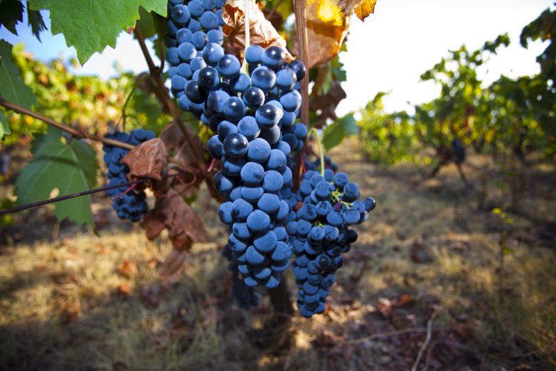 Taste The Delicious Wine Of Douro Valley On The Douro Valley Wine Tasting Tour From Porto
