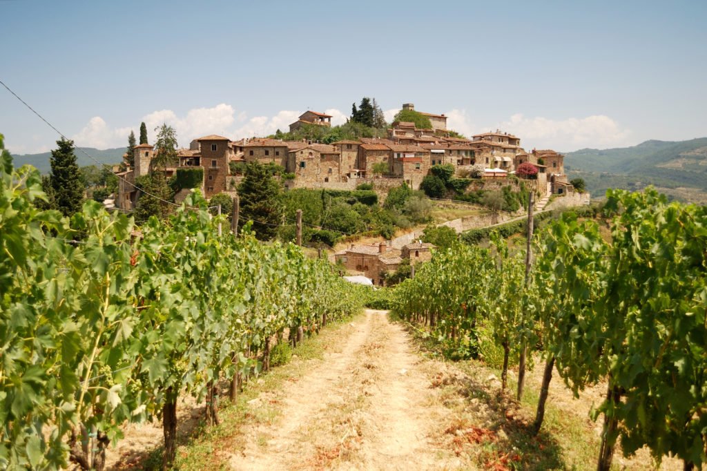 Vineyards near Florence