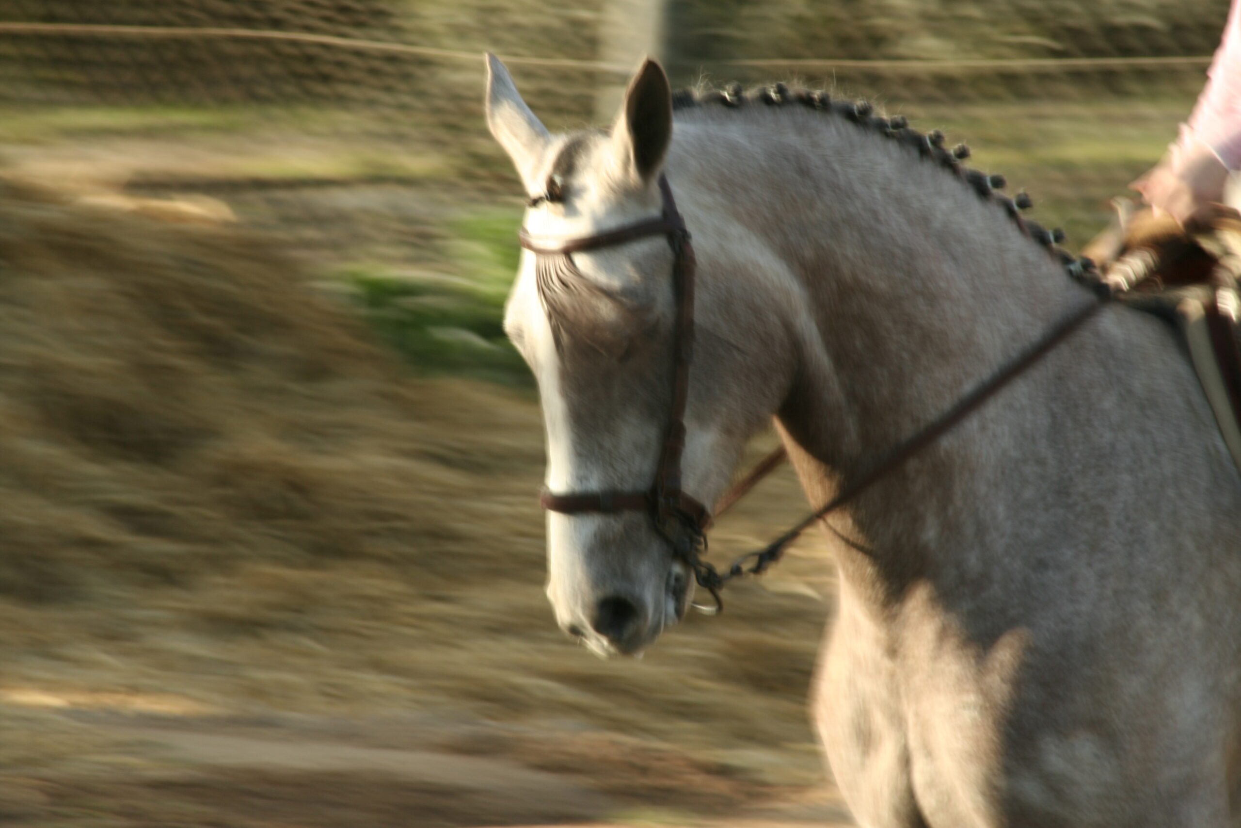 Andalusian Horseback Riding From Seville_sup