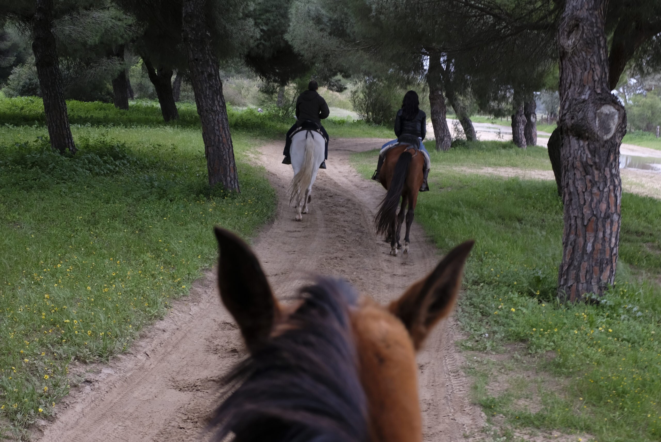 Enjoy A Day On The Back Of A Andalusian Horse On The Andalusian Horseback Riding From Seville