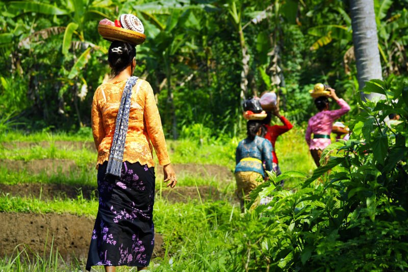 Learn More About Balinese Traditions During The Balinese Local Homestay Experience In Bresela Village