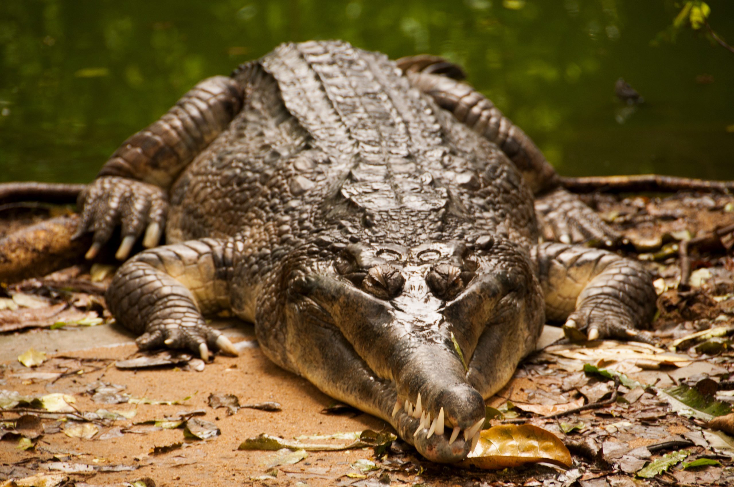 Meet More Than 2500 Reptiles At Chennai Crocodile Park In Our Wildlife Tour In Chennai
