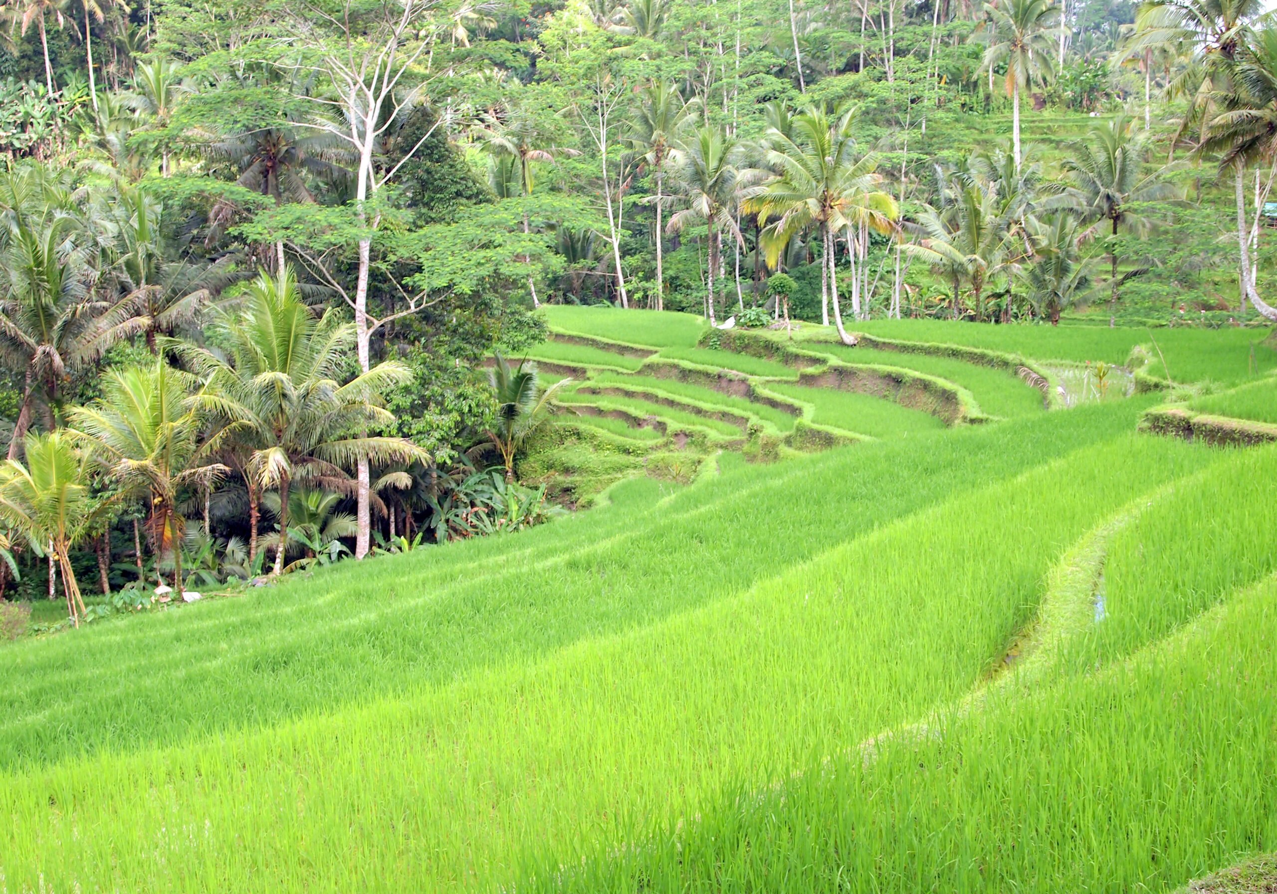 See The Beautiful Rice Terraces Near The Gunung Kawi Temple On The Bali Culture Tour