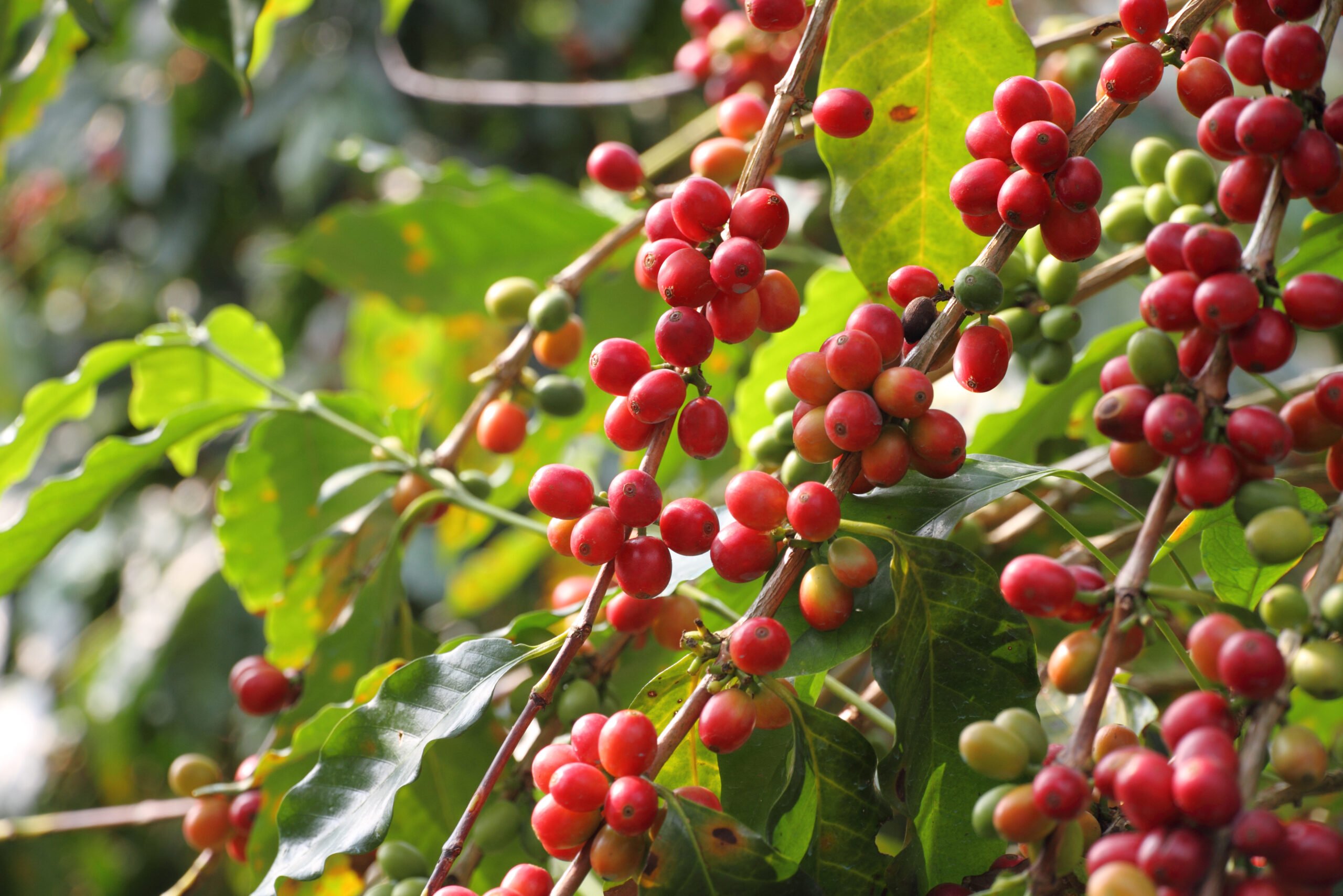 Wander Ove The Coffee Planation During The Northern Bali Experience