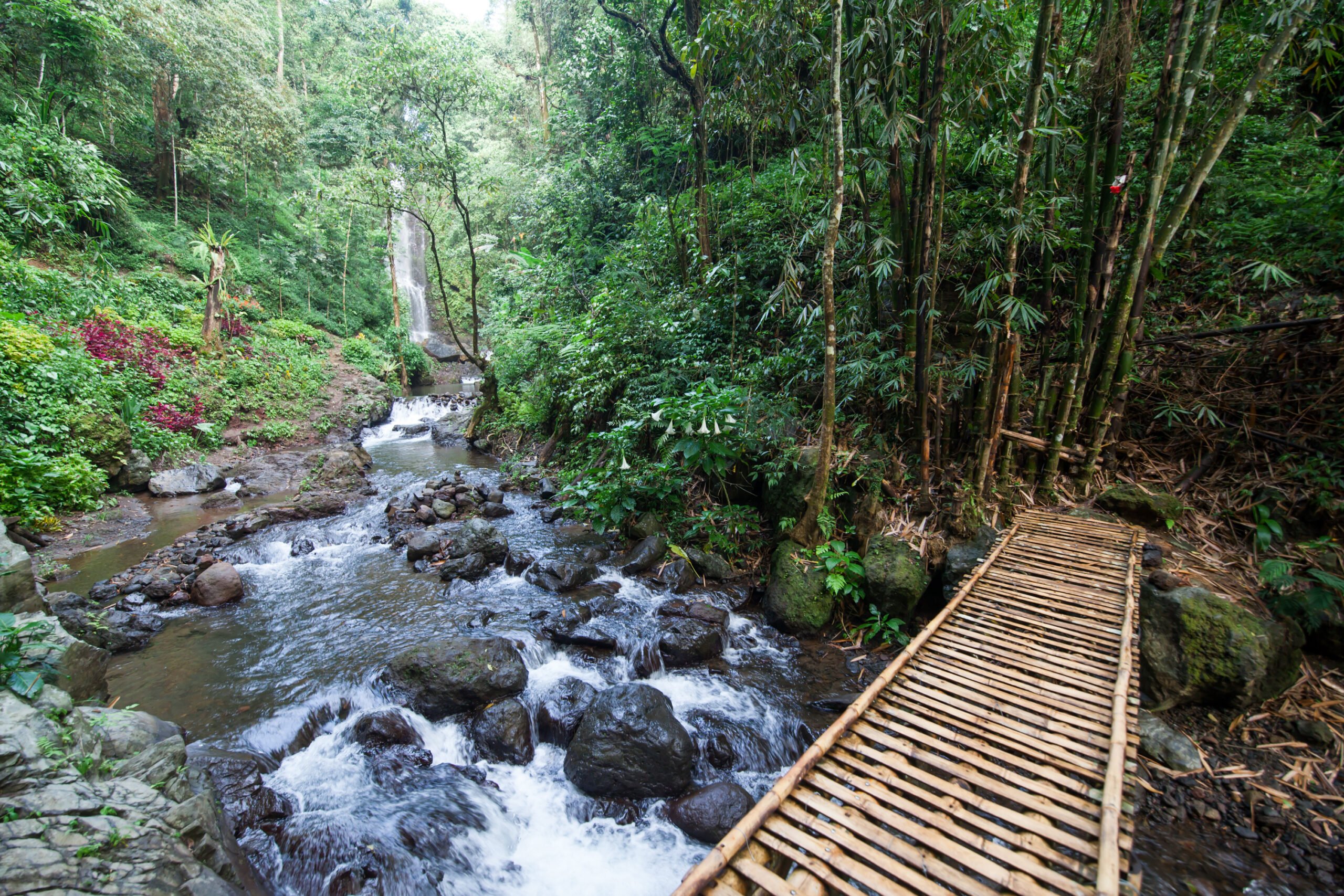 Wonder Through The Stunning Jungle Near Munduk Village On The Northern Bali Experience