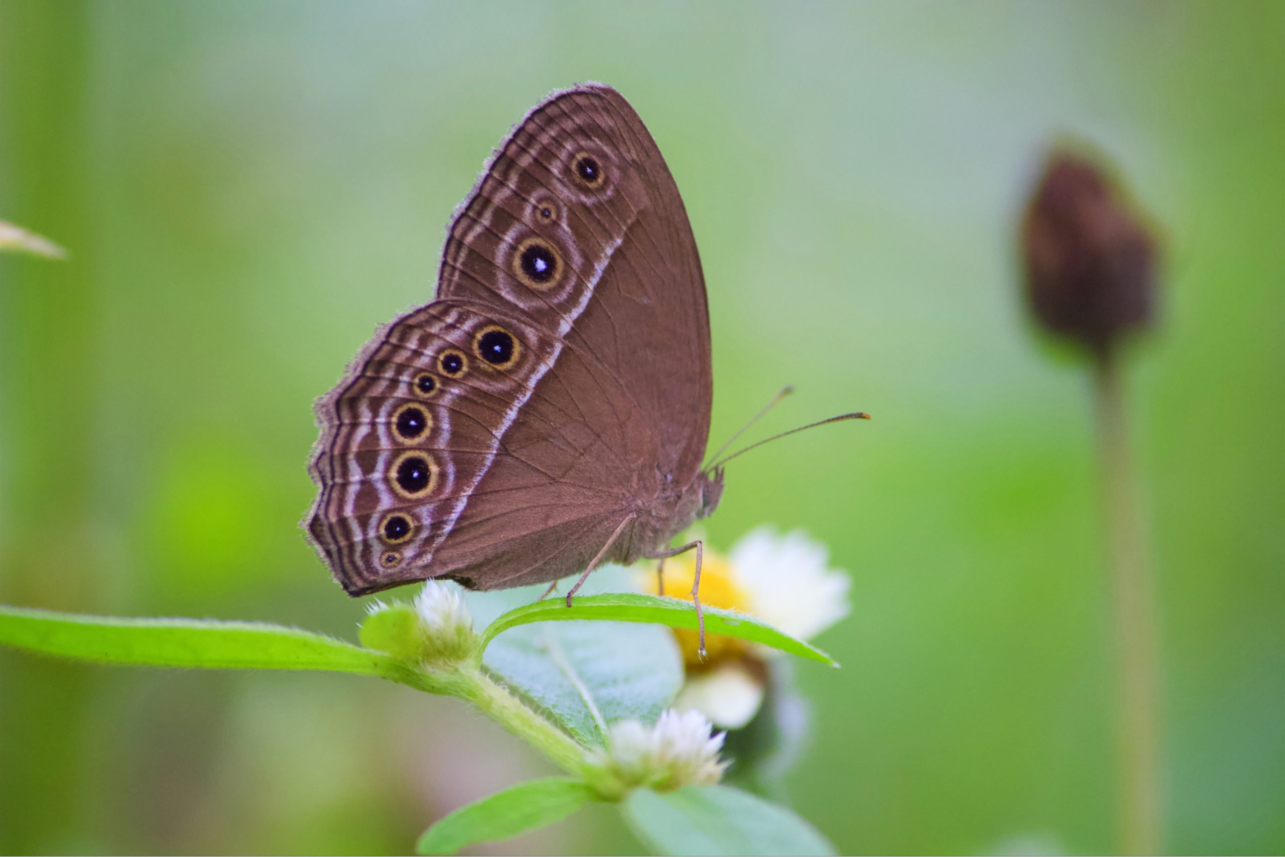 Explore The Fascinating Butterfly Park In Our Chennai Wildlife Tour
