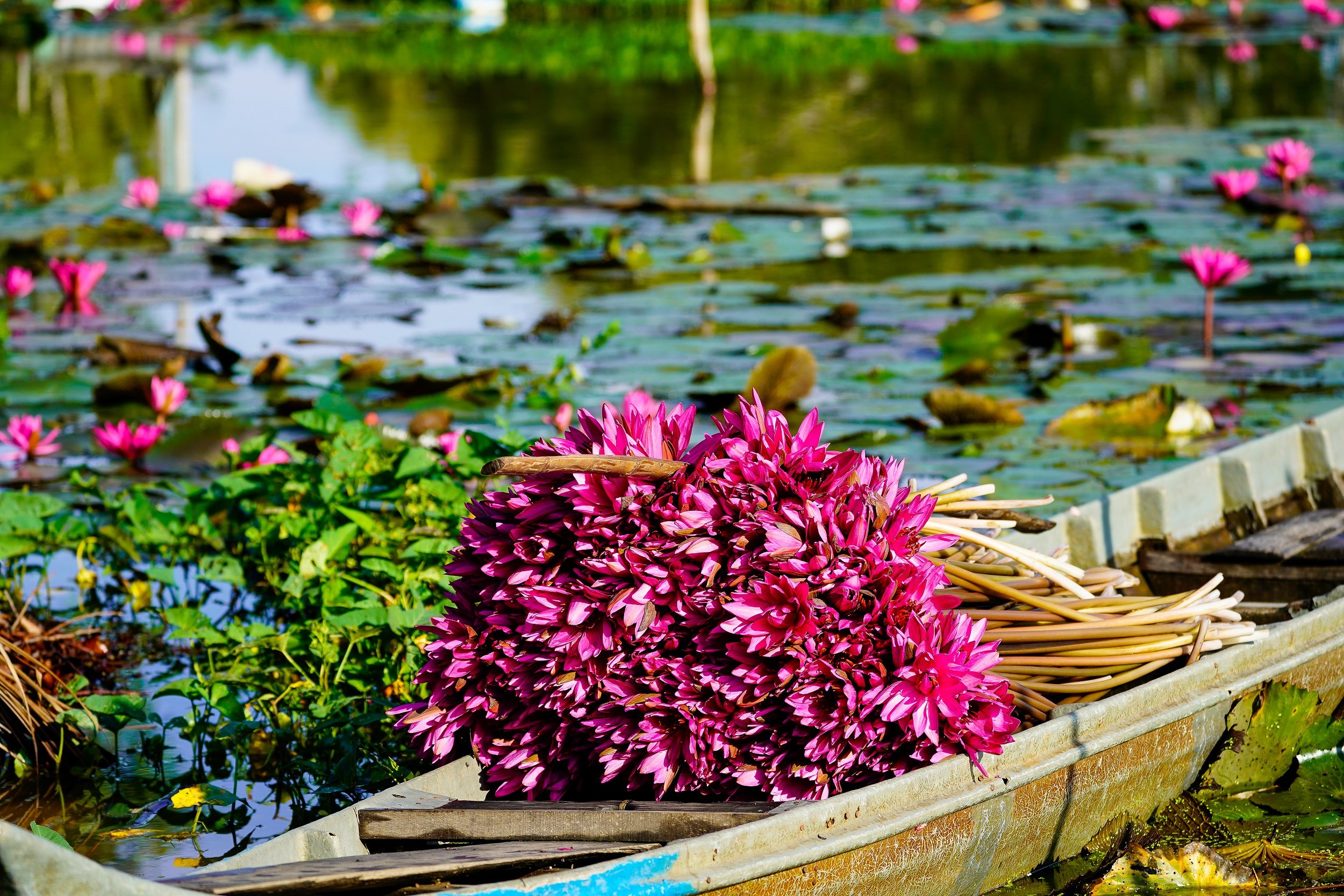 Mekong Delta Tour From Ho Chi Minh City_7
