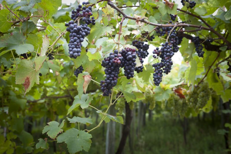 See The Grapes On The Vineyards On The Txakoli Wine Tasting Tour From Bilbao
