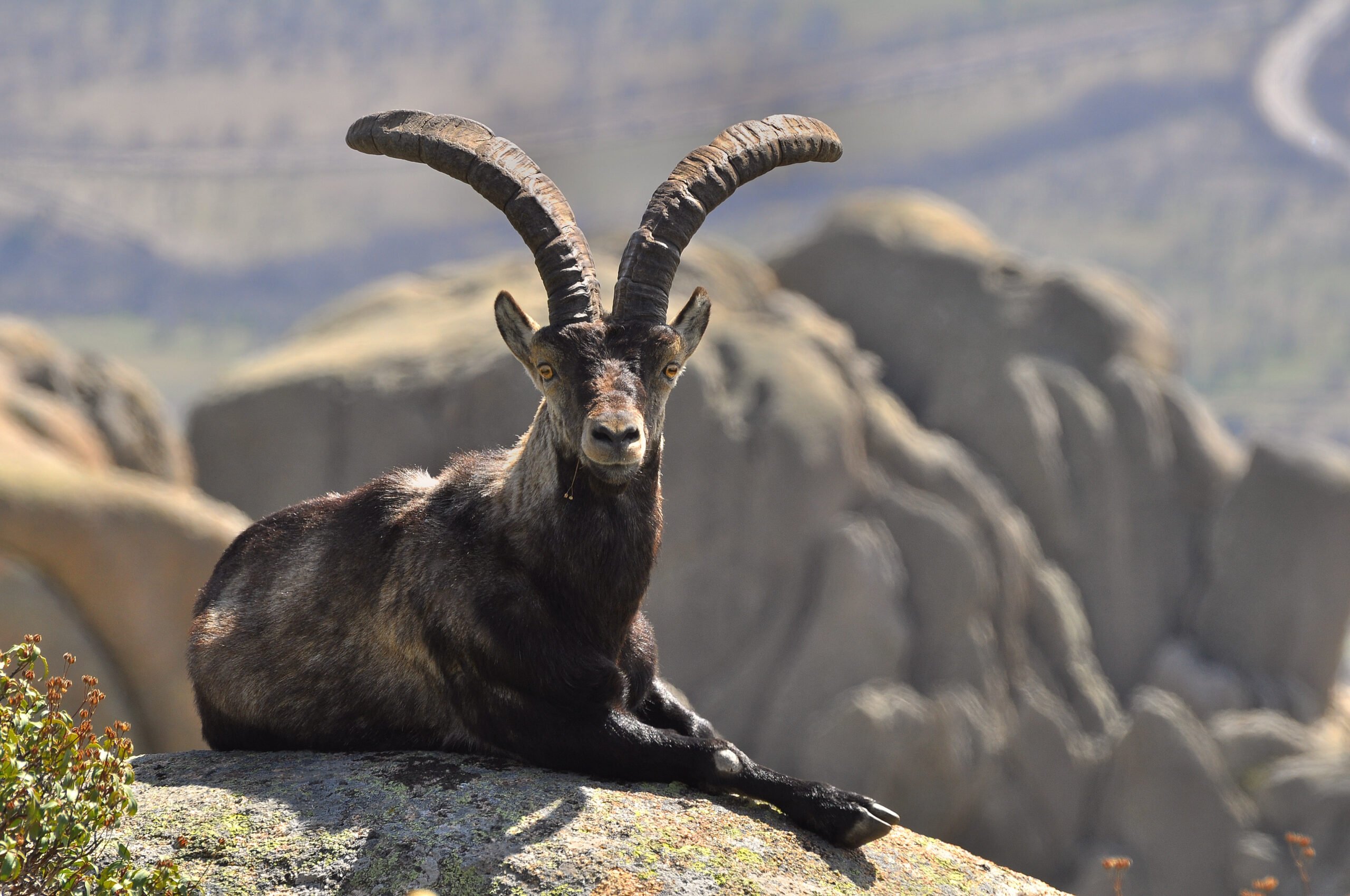 Learn About The Local Wildlife In Our La Pedriza Hiking Tour