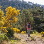 Walk Through Scot Pine Forests In Our Madrid Hiking Tour