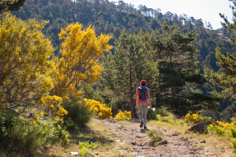 Walk Through Scot Pine Forests In Our Madrid Hiking Tour