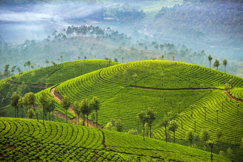 Amazing Views In Our 5 Day Ecology & Culture Tour Of Munnar
