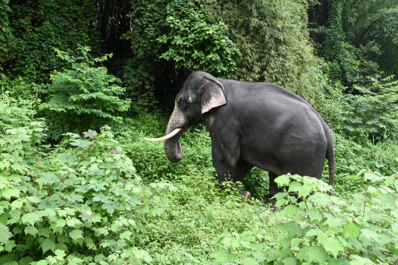 Explore Kerala Wildlife In Our 3 Day Wildlife And Culture Tour Of Thekkady From Kochi