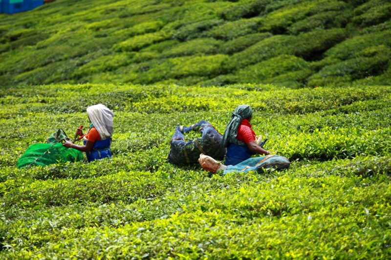 Learn About The Ecology & Culture Of Munnar In Our 5 Day Ecology & Culture Tour Of Munnar