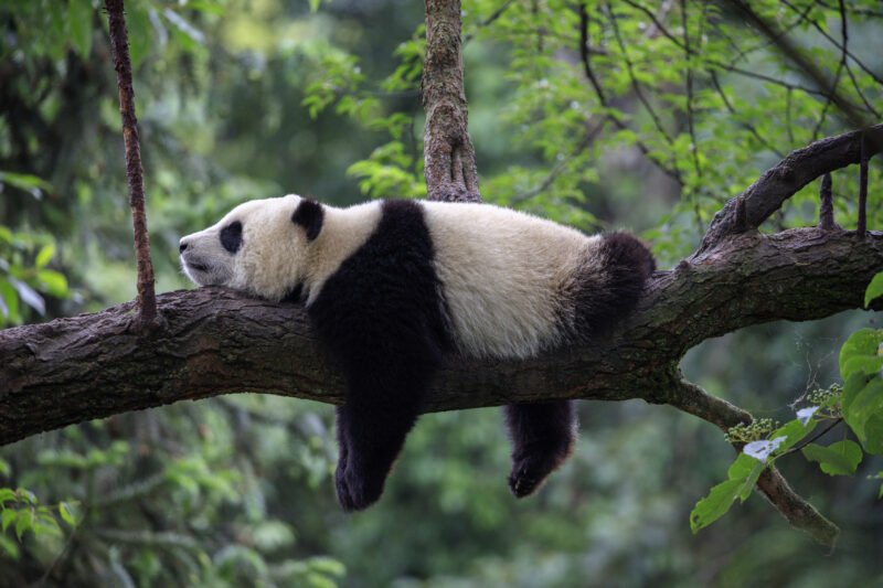 Visit Chengdu Panda Base In Our China Private Impression 14 Day Package