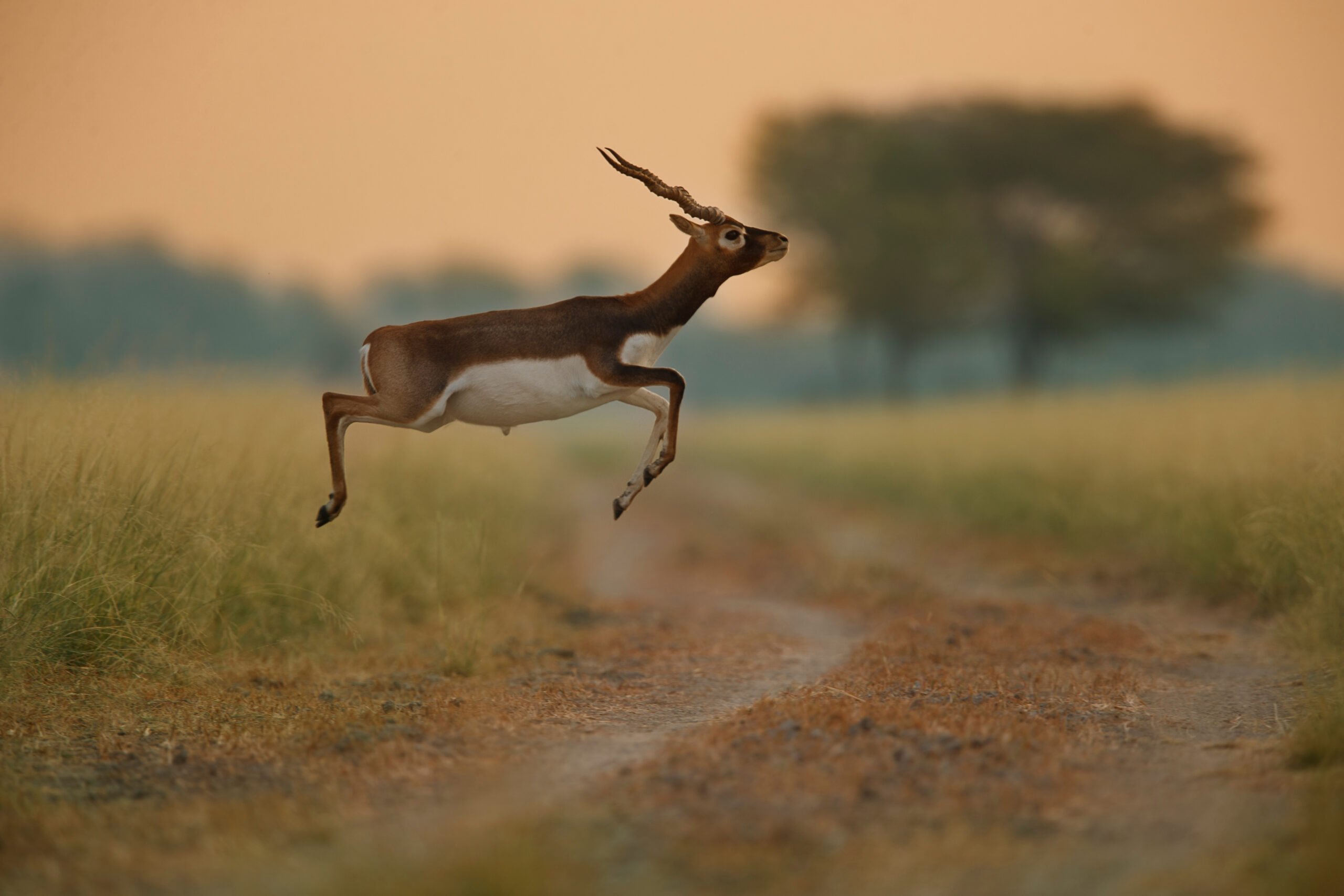 Visit The Home To A Healthy Population Of Blackbuck In Our 2 Day Legacy Of Sultans & Wildlife Tour In Bidar