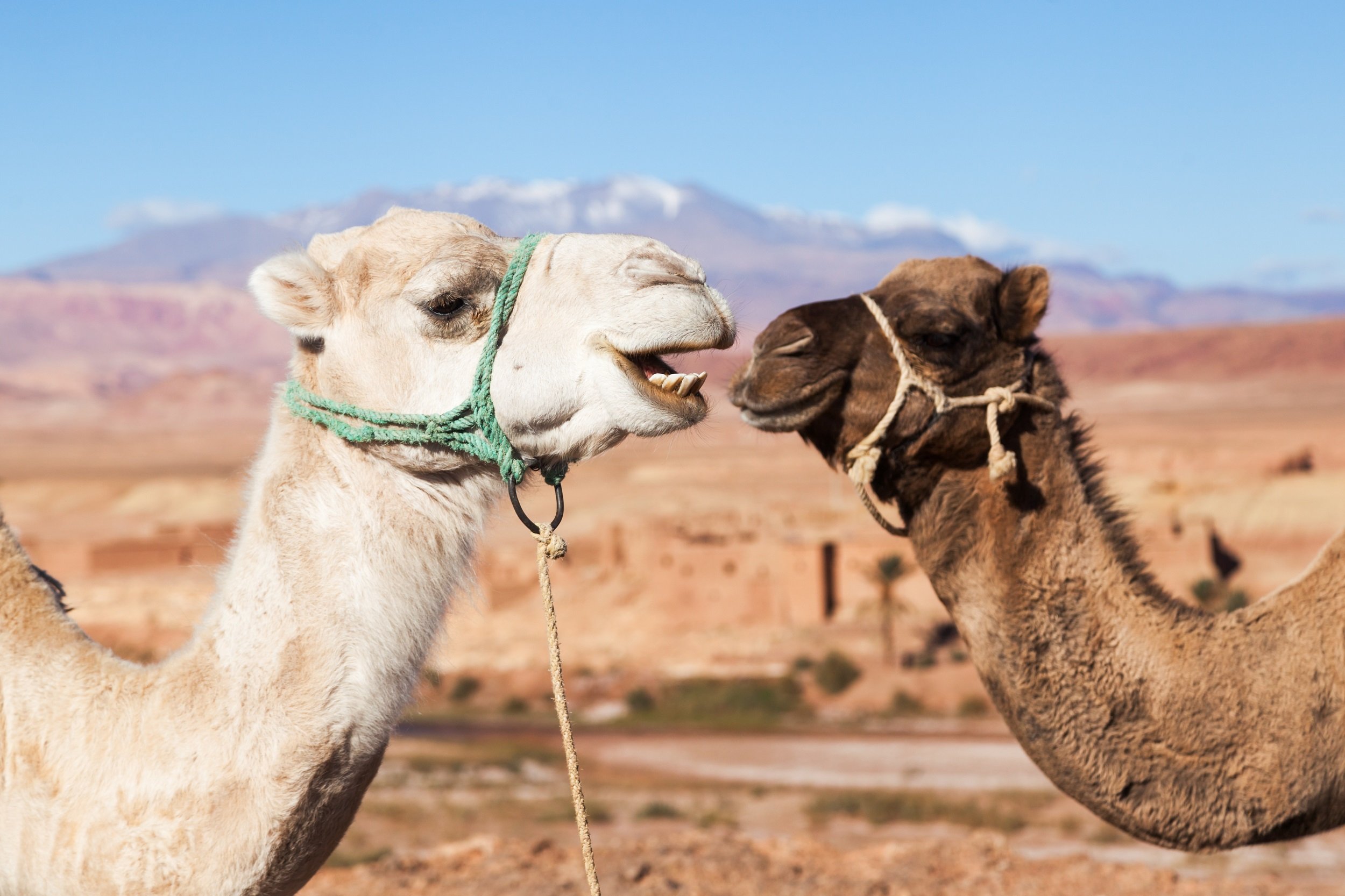 Add A Camel Experience To Your Atlas Mountain Tour From Marrakesh