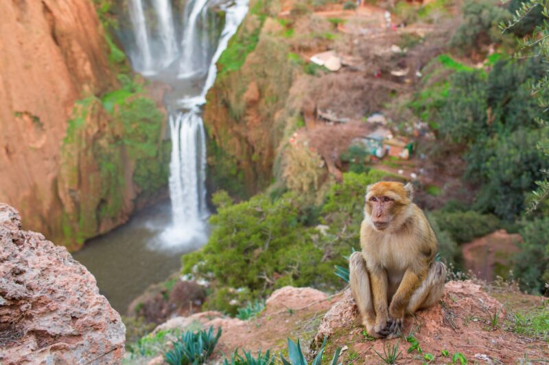 Explore The Flora & Fauna Around The Waterfall On The Ouzoud Waterfalls Tour From Marrakesh