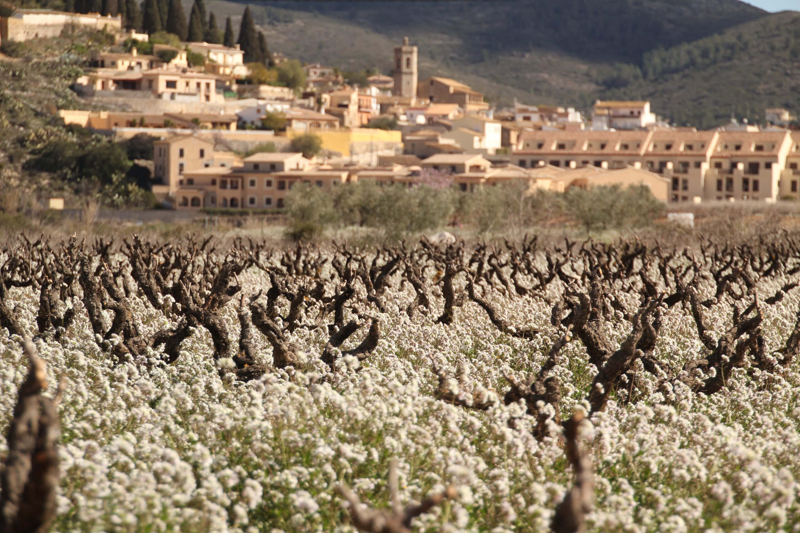 Discover Spain Countryside In Our Valencia Wine Tour