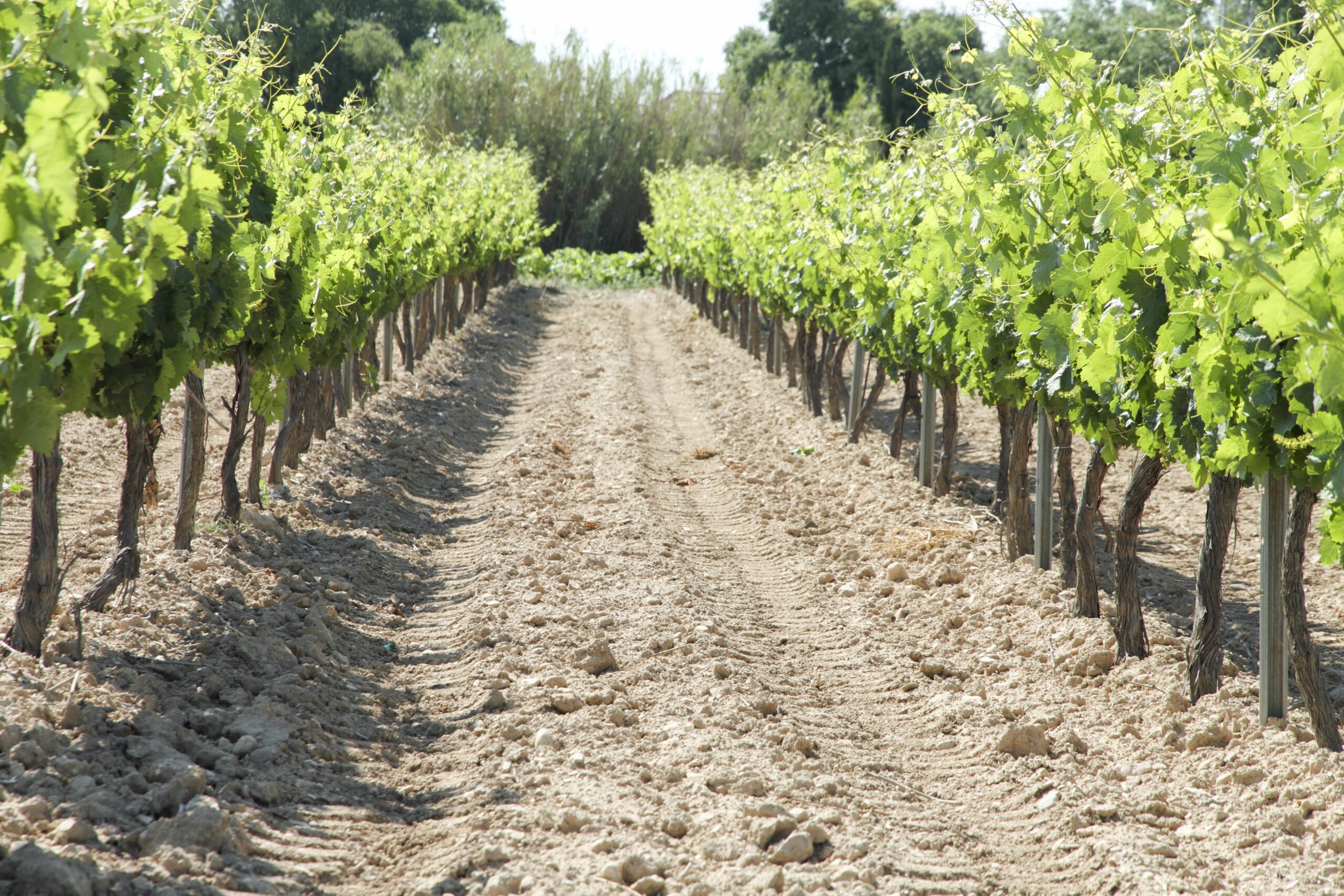 Explore The Vineyard Plantation In Requena In Our Half Day Wine Tour In Valencia Scaled