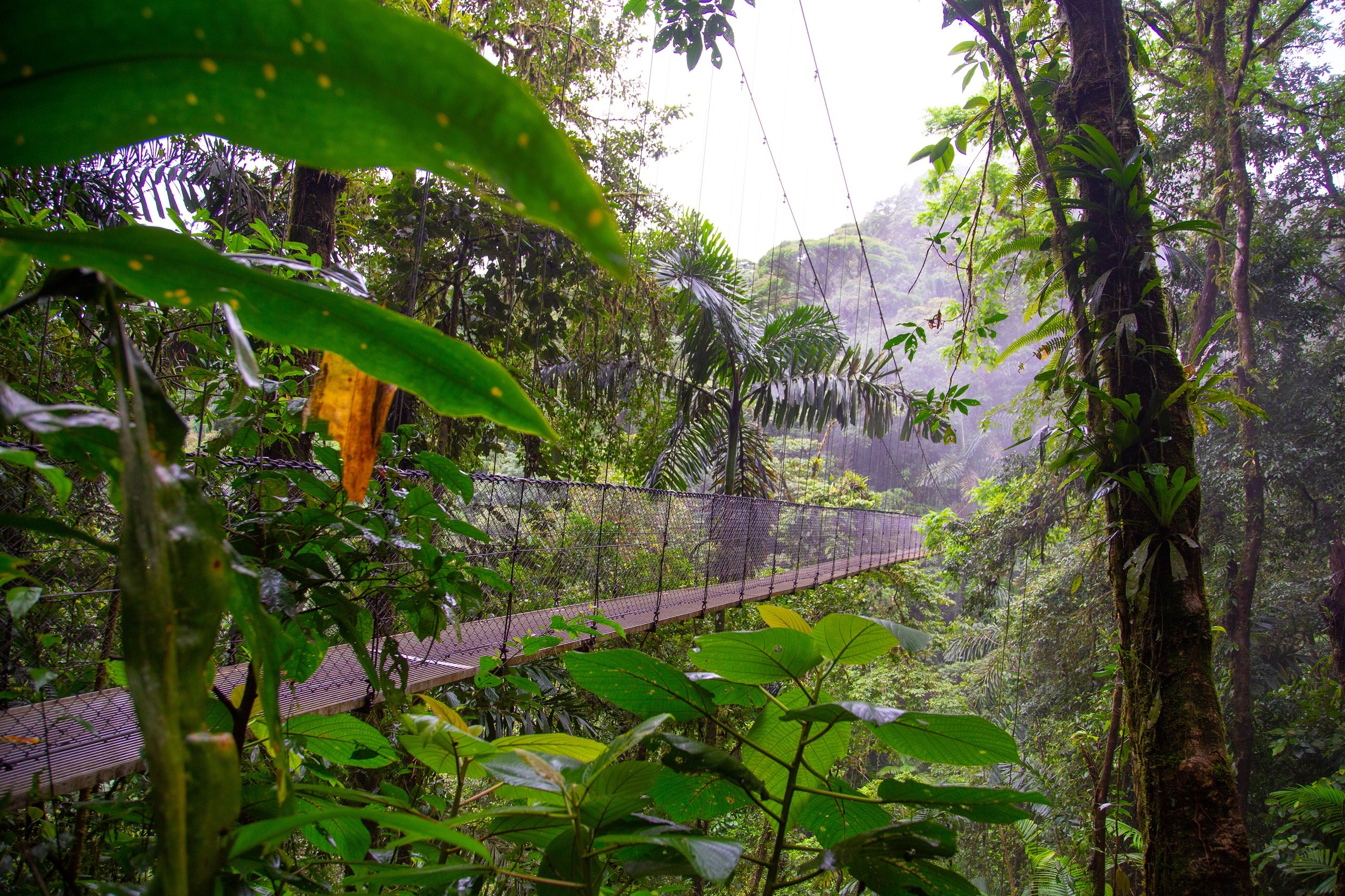 Hanging Bridges, La Fortuna Waterfall And Arenal Volcano Hiking Tour From La Fortuna & Arenal