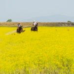 Join The Chianti Hillside Horseback Riding Tour From Siena