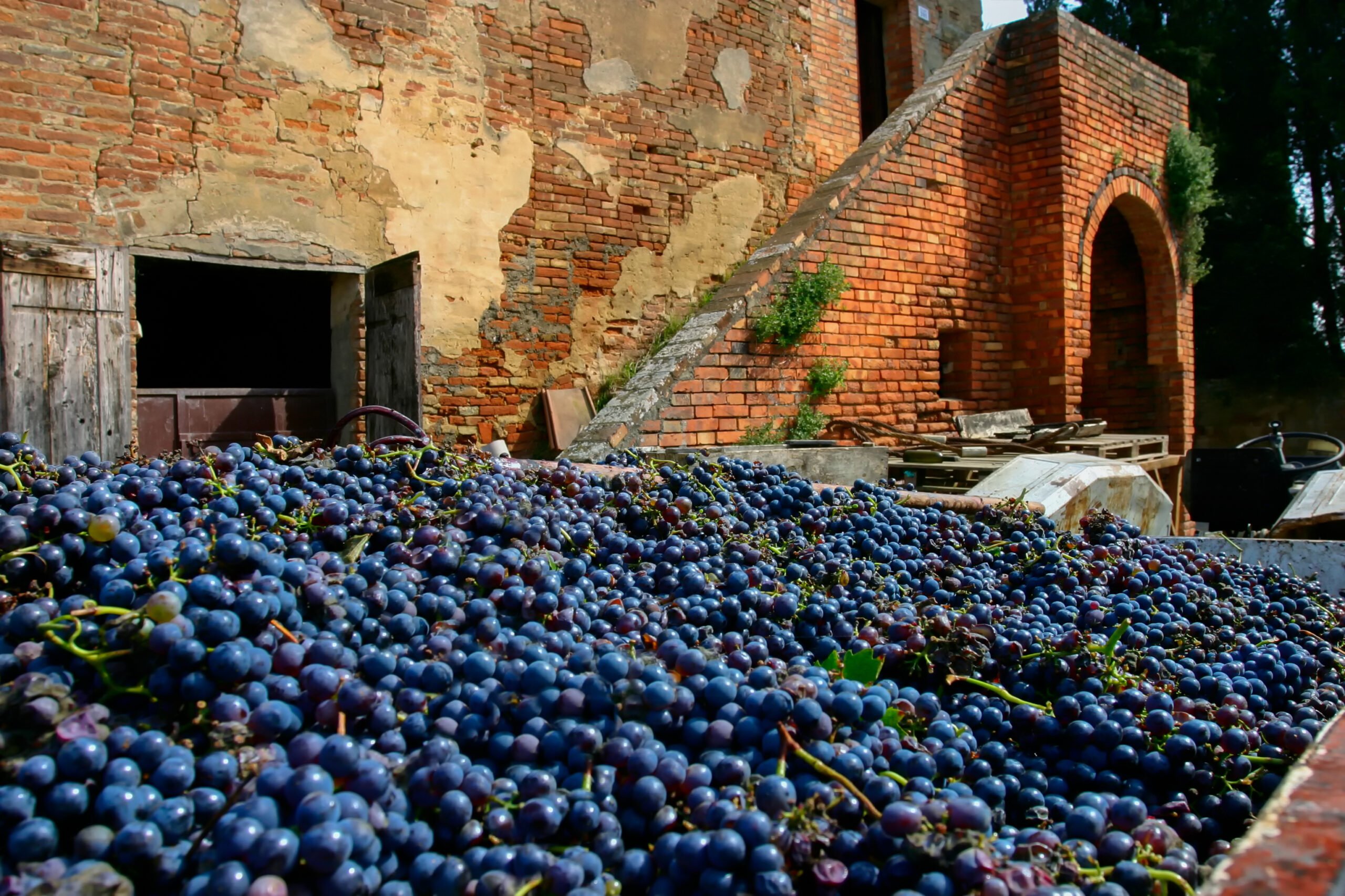 Roman Vineyard & Wine Tasting Experience From Rome_110_2
