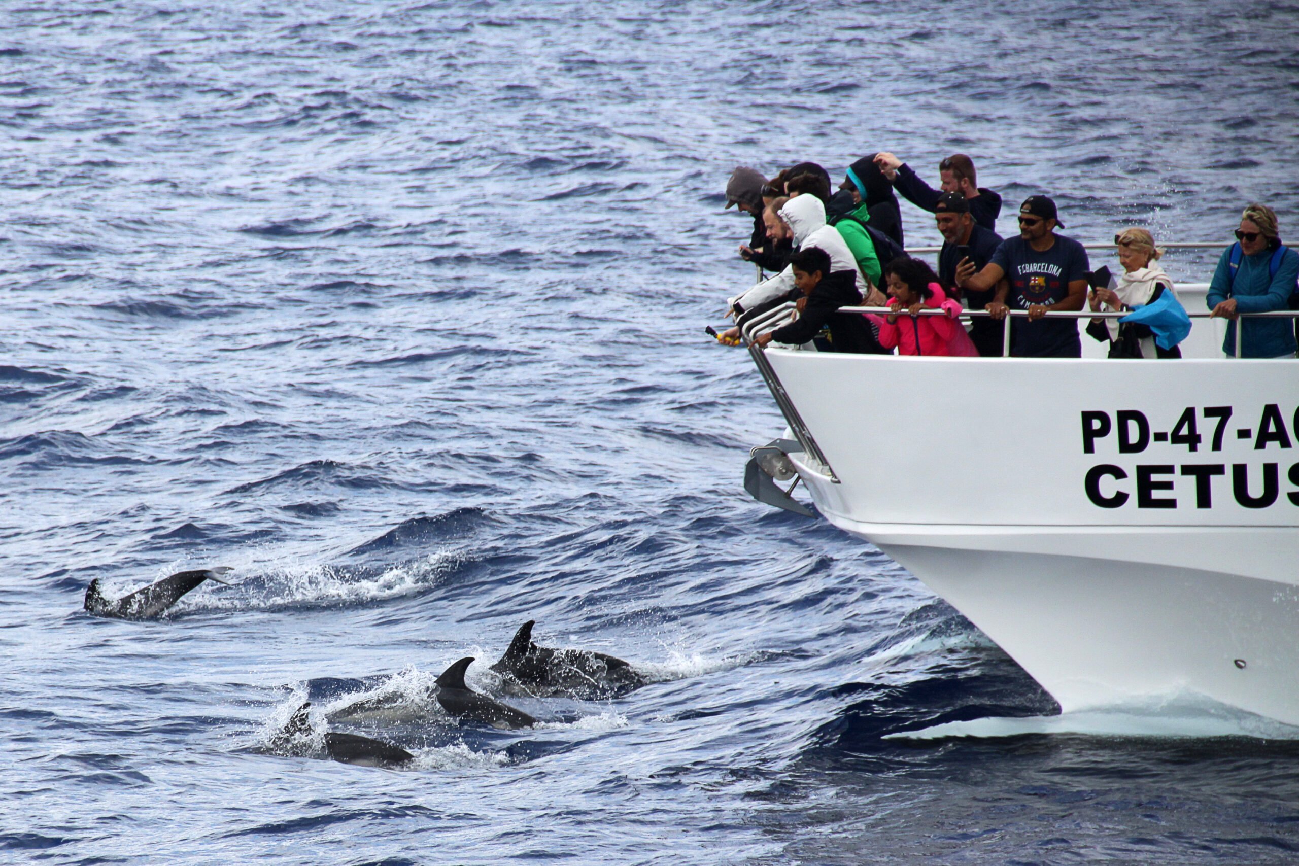 Whale And Dolphin Watching Tour From Ponta Delgada_106_3