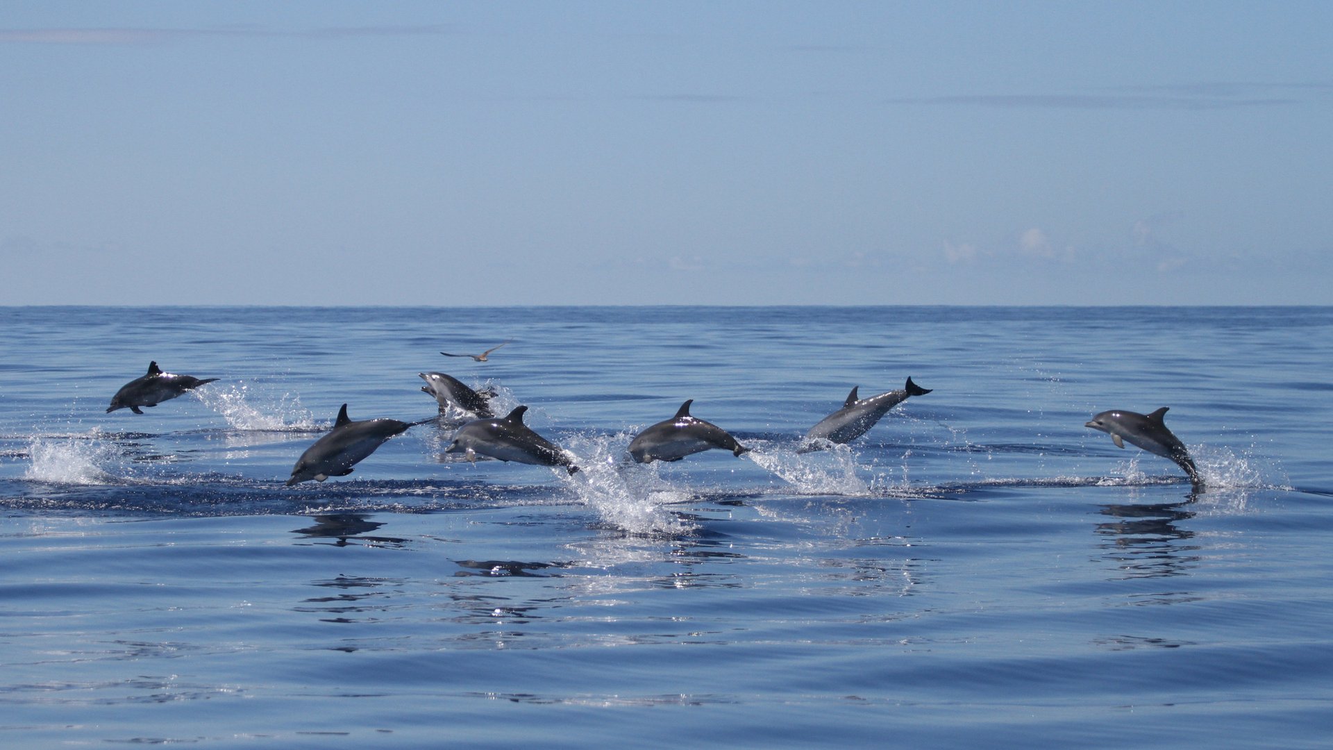 Whale And Dolphin Watching Tour From Ponta Delgada_106_4