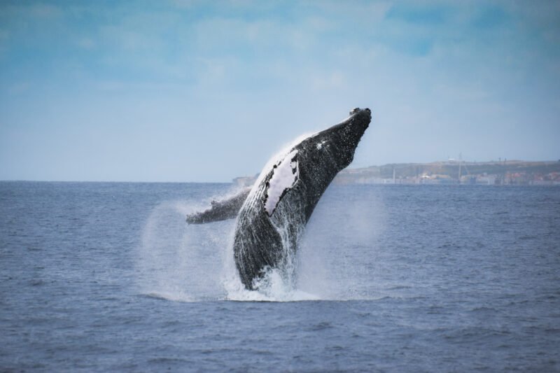 Whale And Dolphin Watching Tour From Ponta Delgada_106_6