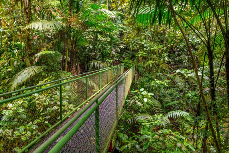 Arenal Hanging Bridges Tour From La Fortuna & Arenal_1