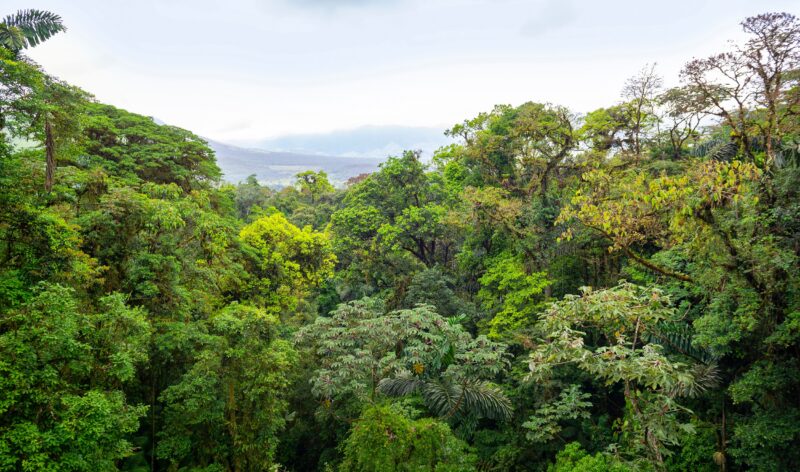 Arenal Hanging Bridges And Chocolate Tasting Tour From La Fortuna & Arenal