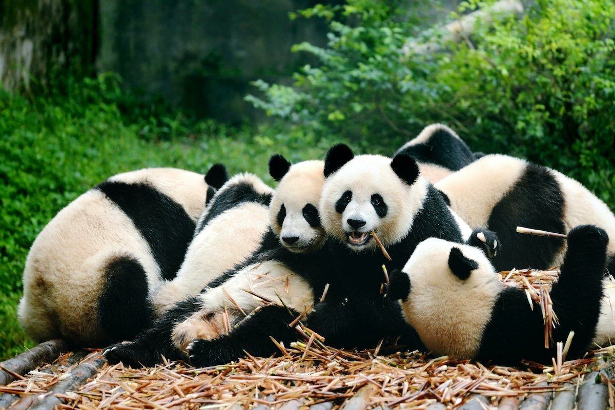 Chengdu Panda Base & Mount Qingcheng Tour 7