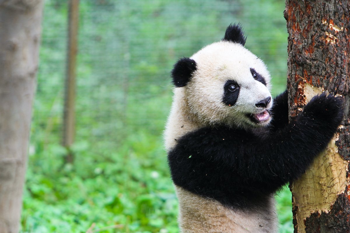 Chengdu Giant Panda Base Private Half Day Tour Tourist Journey