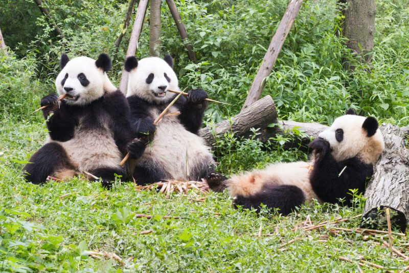 Chengdu Giant Panda Base Half Day Tour2